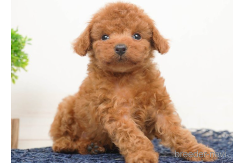 成約済の千葉県のタイニープードル-219953の3枚目